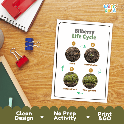 Bilberry Life Cycle Poster and Cut and Paste Worksheet Activity