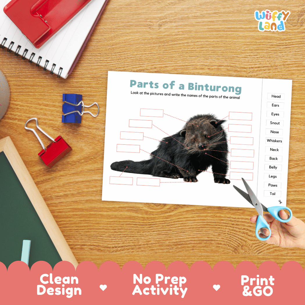 Differentiated binturong body parts labeling worksheets featuring fill-in write-in boxes and vocabulary word bank