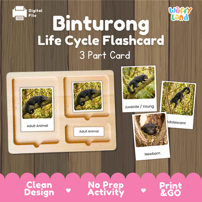 Digital product preview of a 'Binturong Life Cycle Flashcard' set by Wiffy Land, showing a wooden 3-part card tray with sample animal photos labeled Adult Animal, Juvenile/Young, Adolescent, and Newborn, on a wood-grain background with pink feature banners.