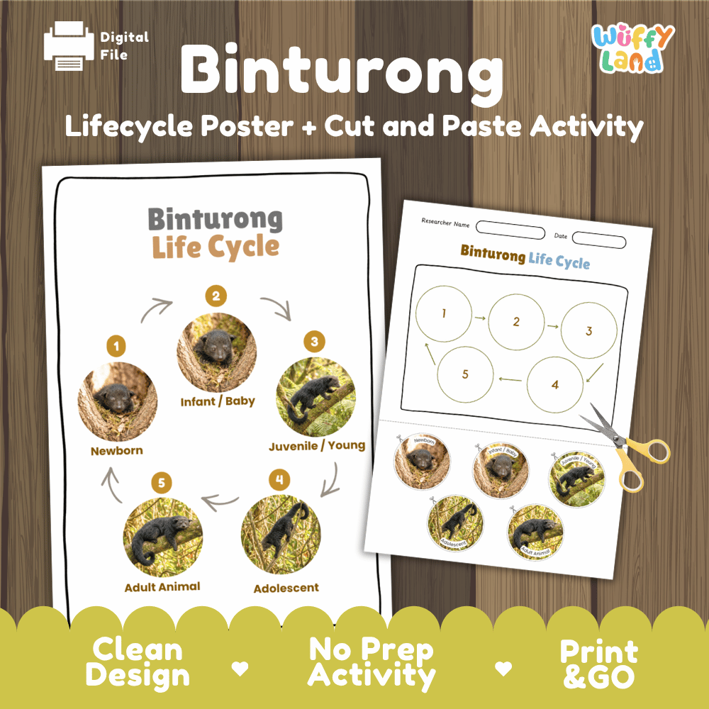 Binturong Life Cycle Poster and Cut and Paste Activity Worksheets