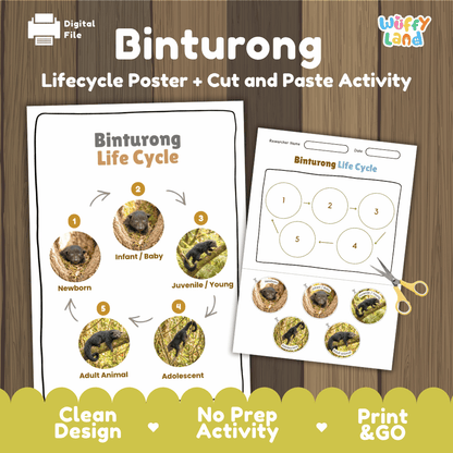 Binturong Life Cycle Poster and Cut and Paste Activity Worksheets