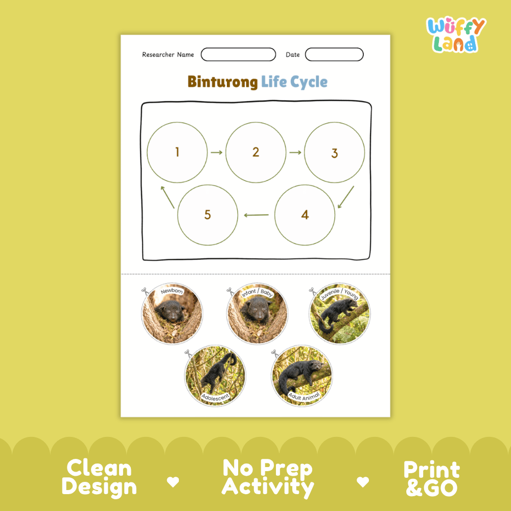 Binturong Life Cycle Poster and Cut and Paste Activity Worksheets