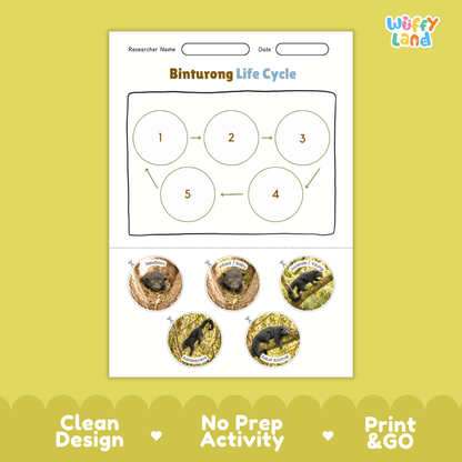 Binturong Life Cycle Poster and Cut and Paste Activity Worksheets