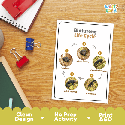 Binturong Life Cycle Poster and Cut and Paste Activity Worksheets