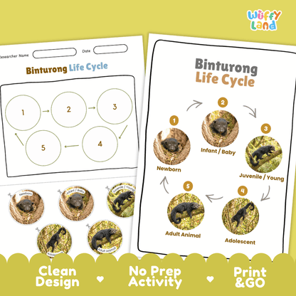 Binturong Life Cycle Poster and Cut and Paste Activity Worksheets