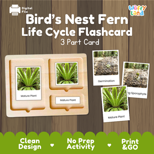 A digital product preview for a 'Bird's Nest Fern Life Cycle Flashcard' set by Wiffy Land, showing a wooden 3-part card tray with photos of the fern life cycle stages on a wood-grain background.