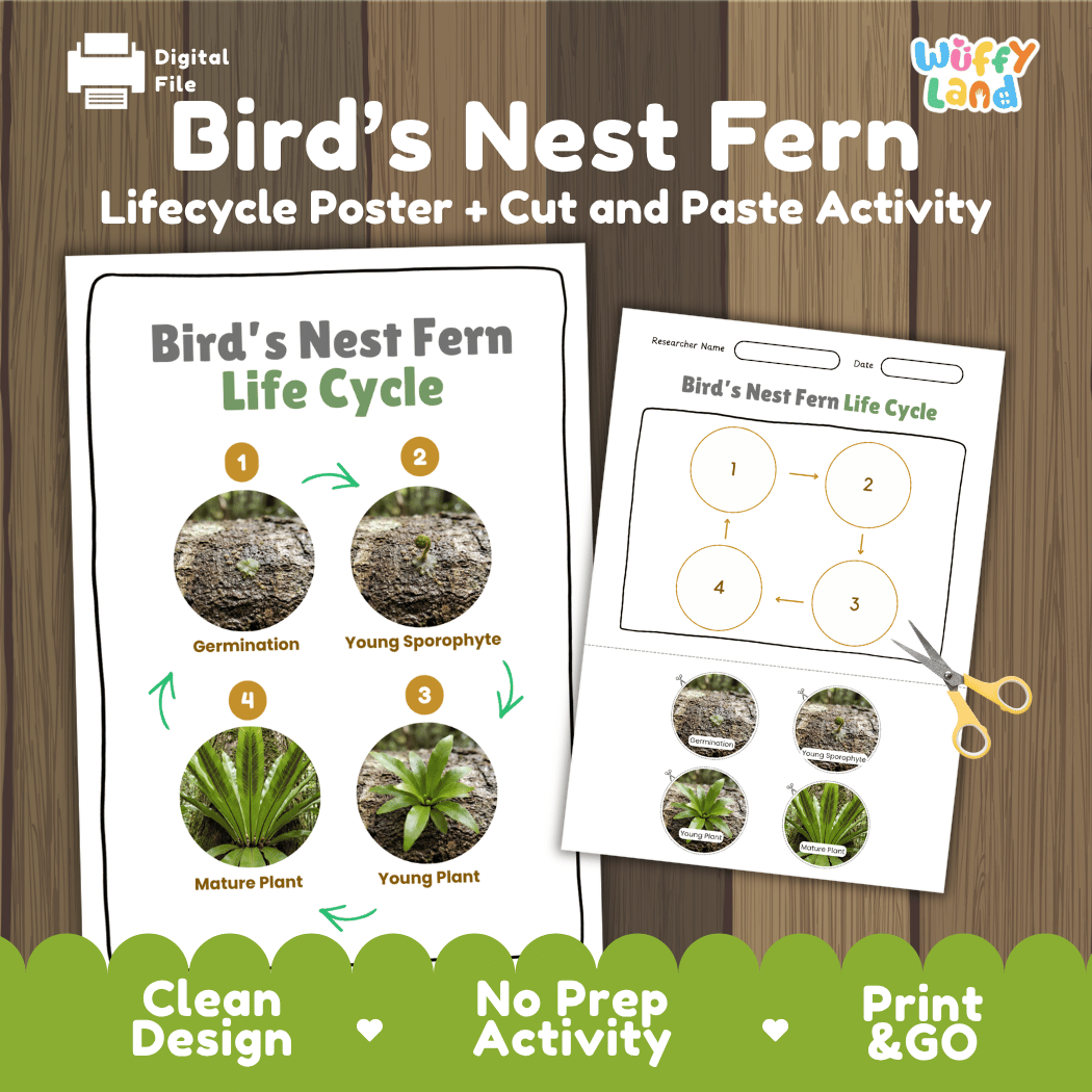 Bird's Nest Fern Life Cycle Poster and Cut and Paste Activity Worksheet