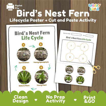 Bird's Nest Fern Life Cycle Poster and Cut and Paste Activity Worksheet