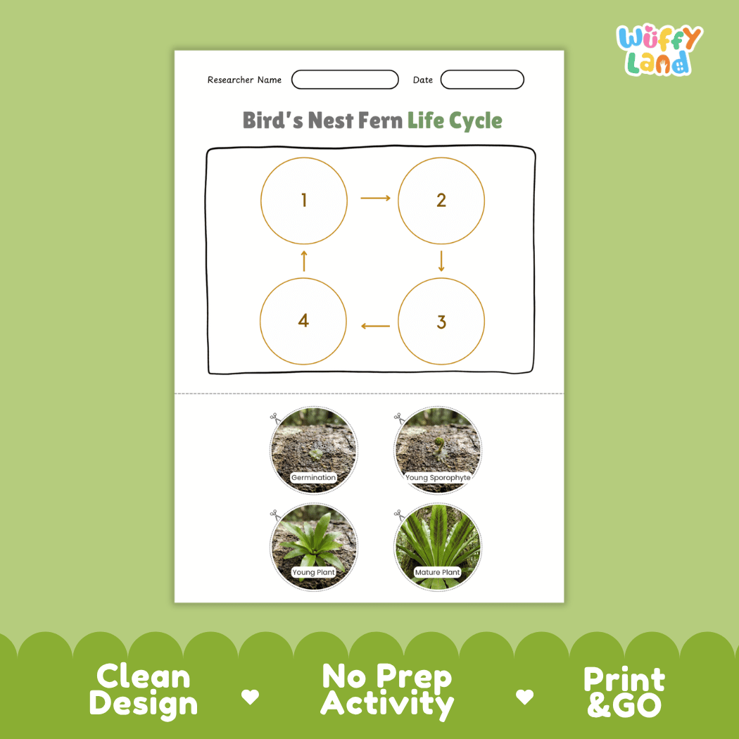 Bird's Nest Fern Life Cycle Poster and Cut and Paste Activity Worksheet