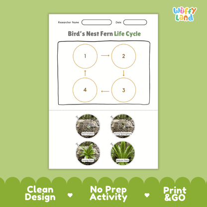Bird's Nest Fern Life Cycle Poster and Cut and Paste Activity Worksheet