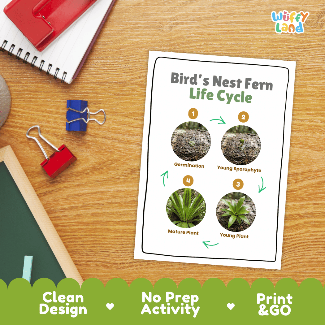 Bird's Nest Fern Life Cycle Poster and Cut and Paste Activity Worksheet