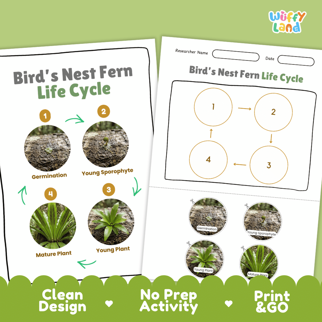 Bird's Nest Fern Life Cycle Poster and Cut and Paste Activity Worksheet