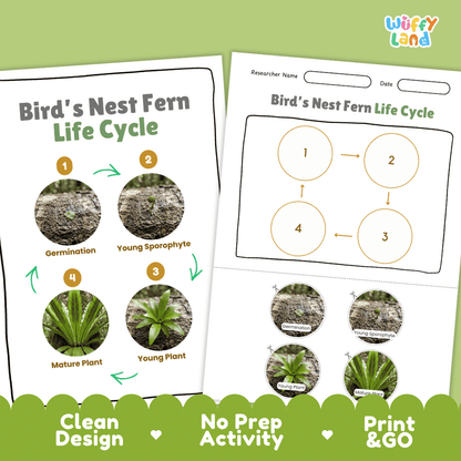 Bird's Nest Fern Life Cycle Poster and Cut and Paste Activity Worksheet