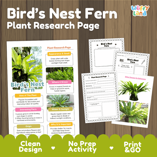 Bird's Nest Fern Plant Research Page Worksheets and Fact Sheet