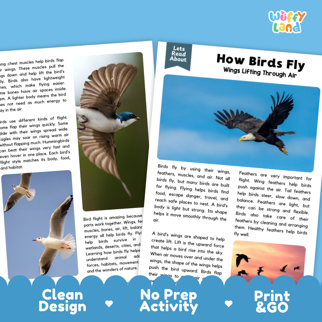 Complete teacher answer key worksheet providing detailed model responses for bird flight comprehension questions