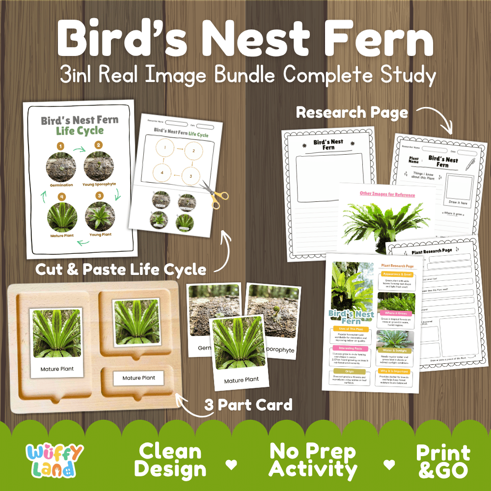 Bird's nest fern plant 3in1 real image bundle complete study printable featuring life cycle cut and paste worksheets, Montessori 3-part cards, and research pages
