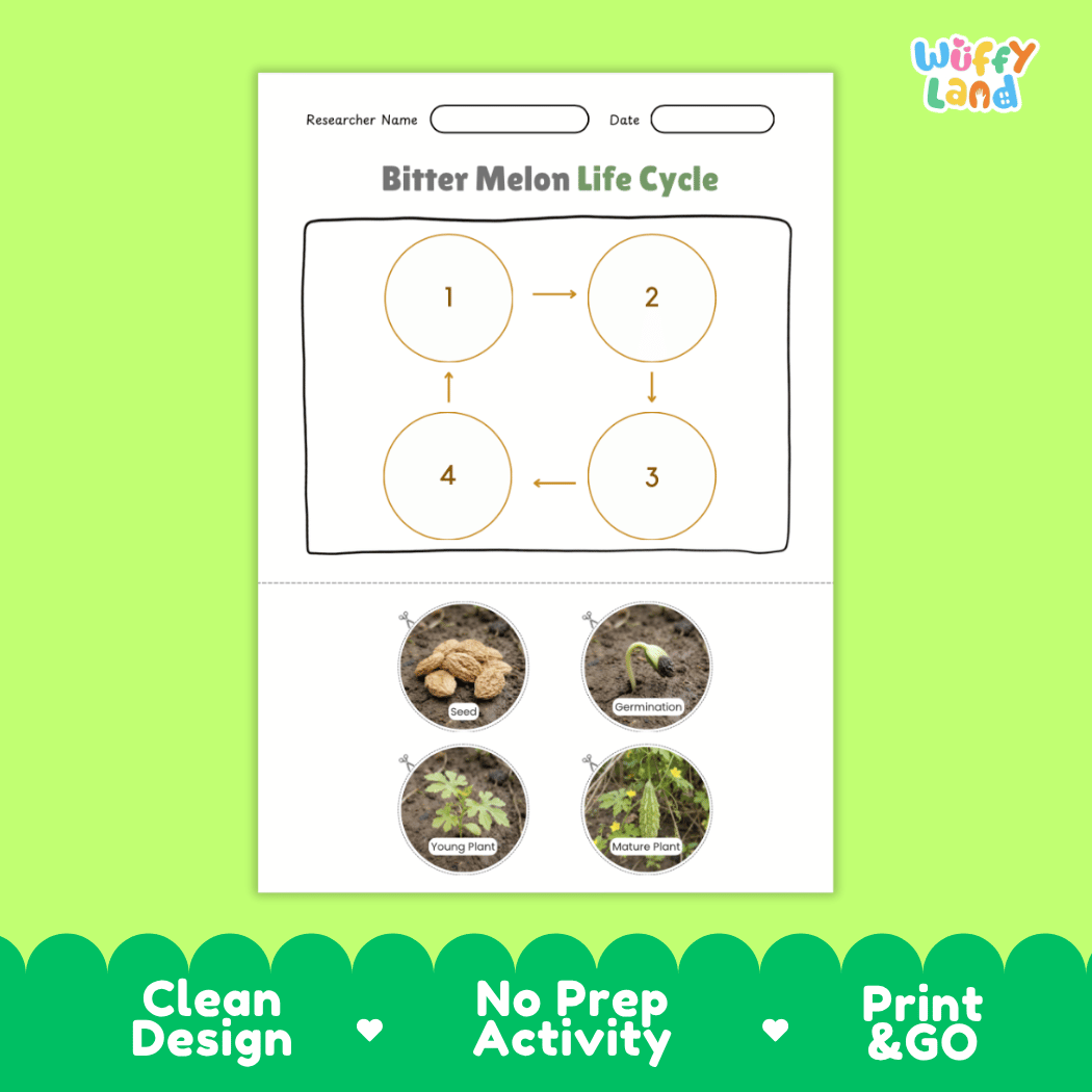 Educational reference chart poster showing the 4 stages of the bitter melon life cycle from seed and germination to seedling and mature vine