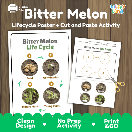 Bitter melon life cycle educational poster and cut and paste printable sequencing activity featuring real photos for elementary science
