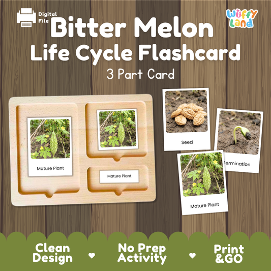 Montessori three-part cards featuring real photographs of bitter melon vine growth stages including mature plant, young plant, and germination 🗂️🏷️