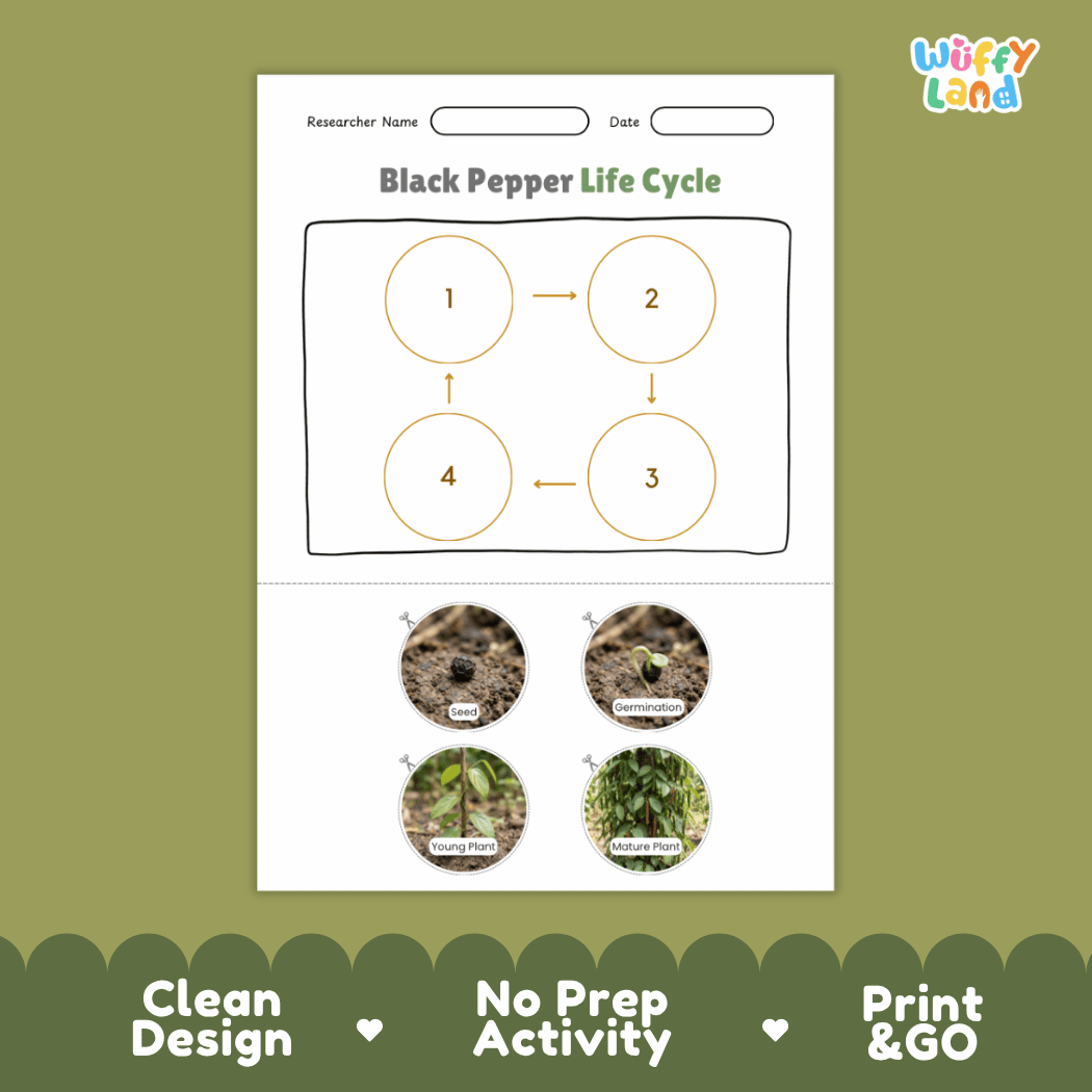 Educational reference chart poster showing the 4 stages of the black pepper life cycle from seed and germination to young seedling and mature fruiting vine