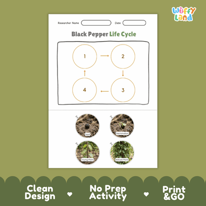 Educational reference chart poster showing the 4 stages of the black pepper life cycle from seed and germination to young seedling and mature fruiting vine