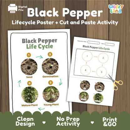 Black pepper vine plant life cycle educational poster and cut and paste printable sequencing activity featuring real photos for elementary science