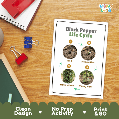Hands-on cut and paste science worksheet with numbered circular slots for students to sequence real photo stages of a black pepper plant