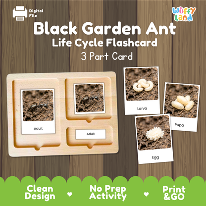 Black Garden Ant Life Cycle Flashcard 3 Part Card