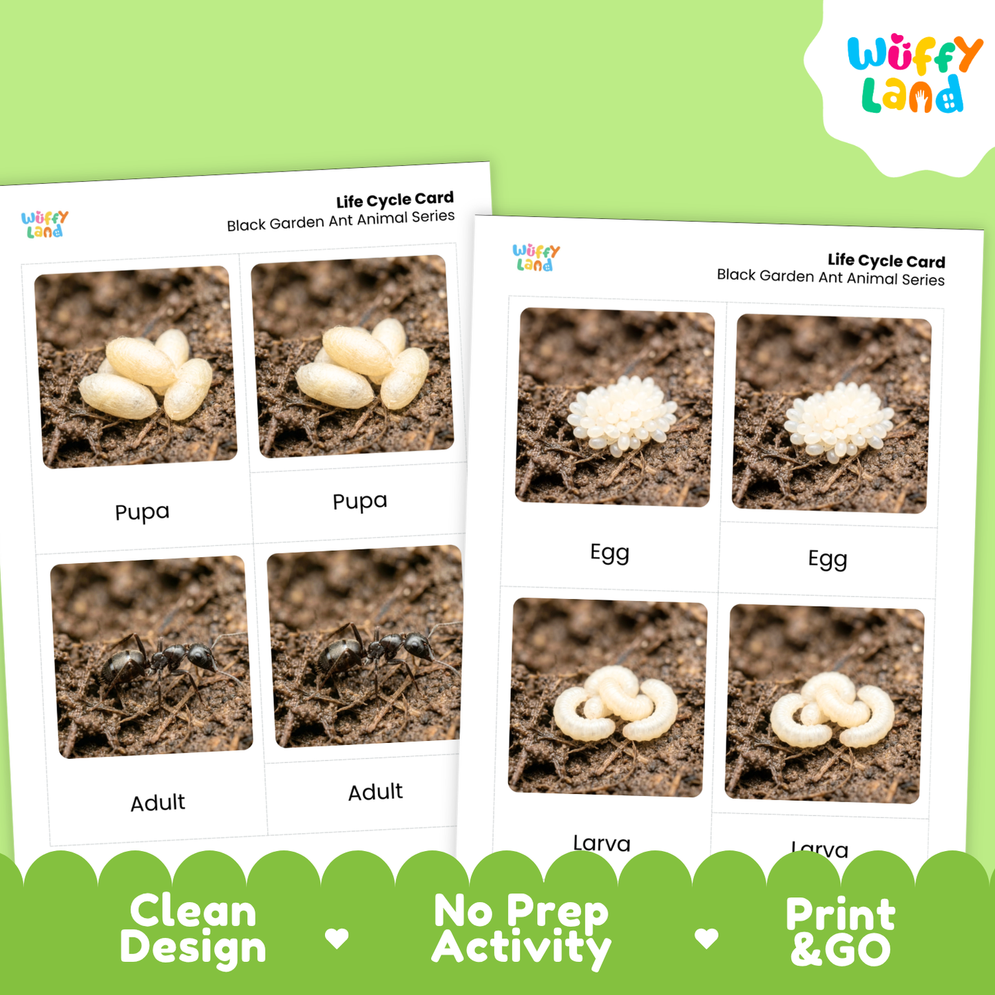 Black Garden Ant Life Cycle Flashcard 3 Part Card