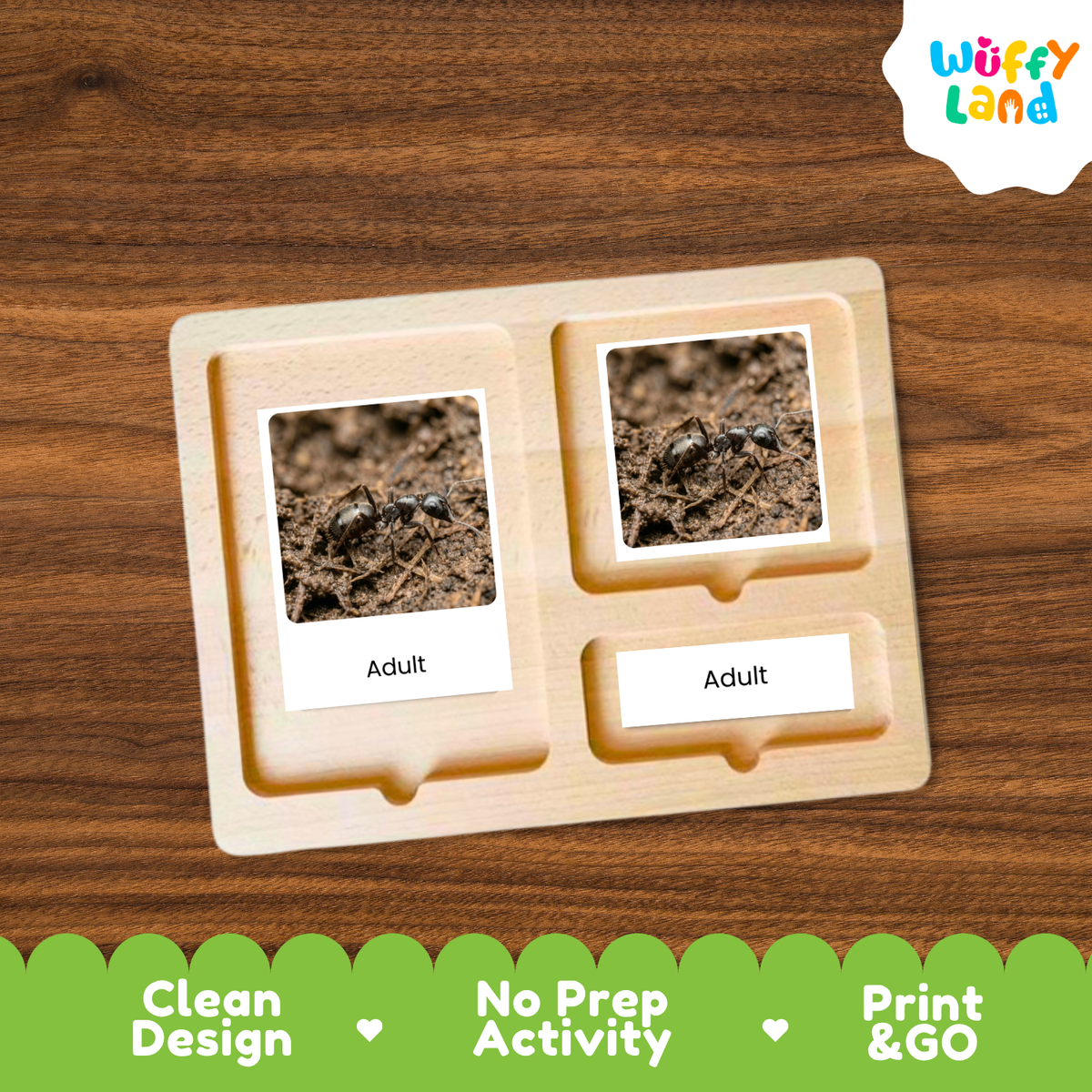 Black Garden Ant Life Cycle Flashcard 3 Part Card