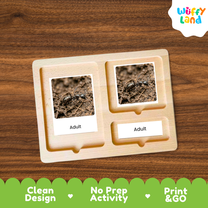 Black Garden Ant Life Cycle Flashcard 3 Part Card