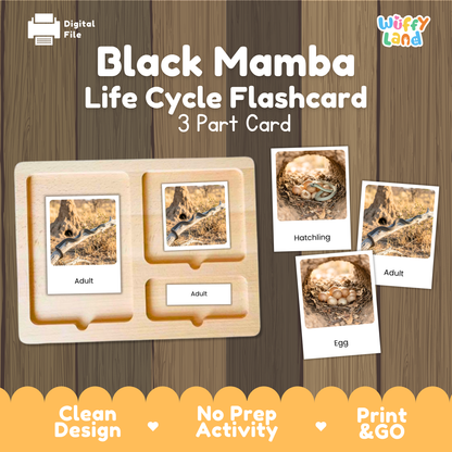 Black Mamba Life Cycle Flashcards 3 Part Cards Montessori Science Activity