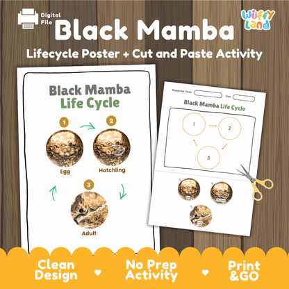 Black Mamba Life Cycle Poster and Cut and Paste Worksheet Activity