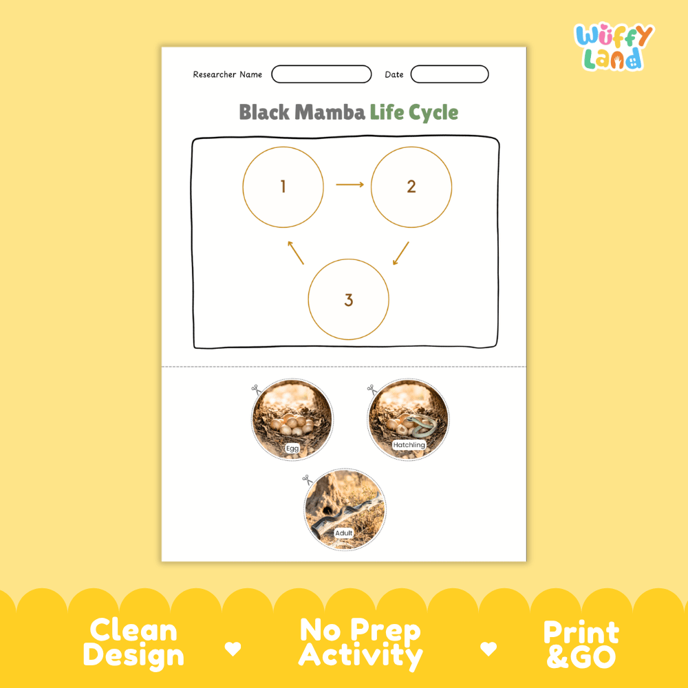 Black Mamba Life Cycle Poster and Cut and Paste Worksheet Activity