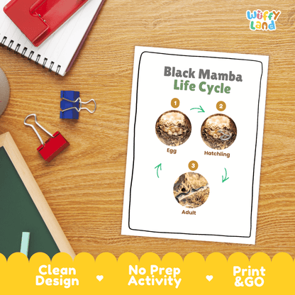 Black Mamba Life Cycle Poster and Cut and Paste Worksheet Activity