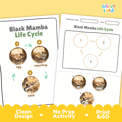 Black Mamba Life Cycle Poster and Cut and Paste Worksheet Activity