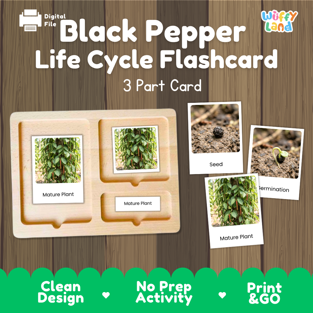 Black Pepper Life Cycle Flashcards 3 Part Cards Montessori Science Printable