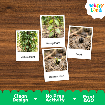 Black Pepper Life Cycle Flashcards 3 Part Cards Montessori Science Printable