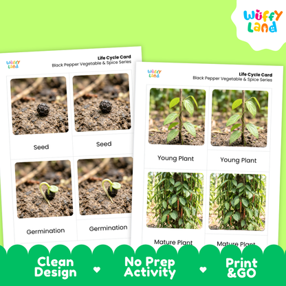 Black Pepper Life Cycle Flashcards 3 Part Cards Montessori Science Printable