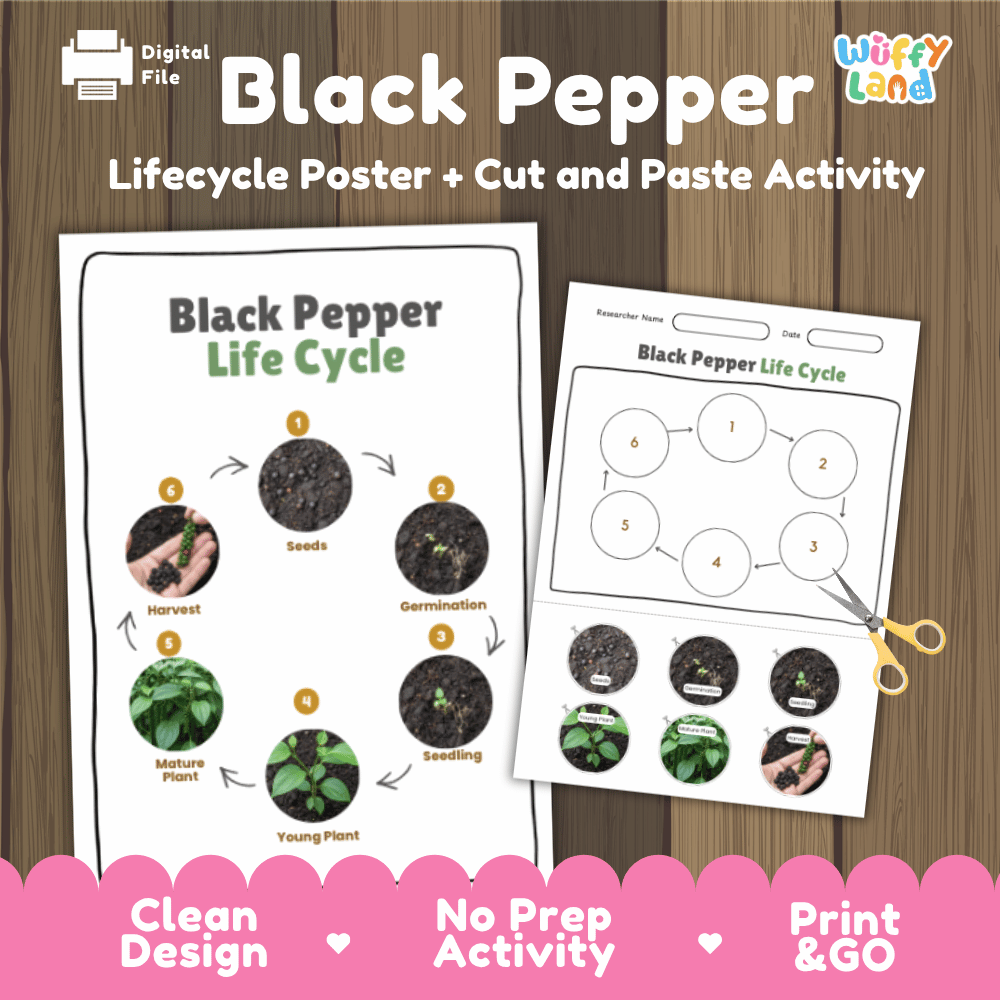 Black Pepper Lifecycle Poster and Cut and Paste Activity Worksheets | Plant Science Printables