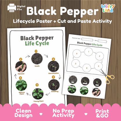 Black Pepper Lifecycle Poster and Cut and Paste Activity Worksheets | Plant Science Printables