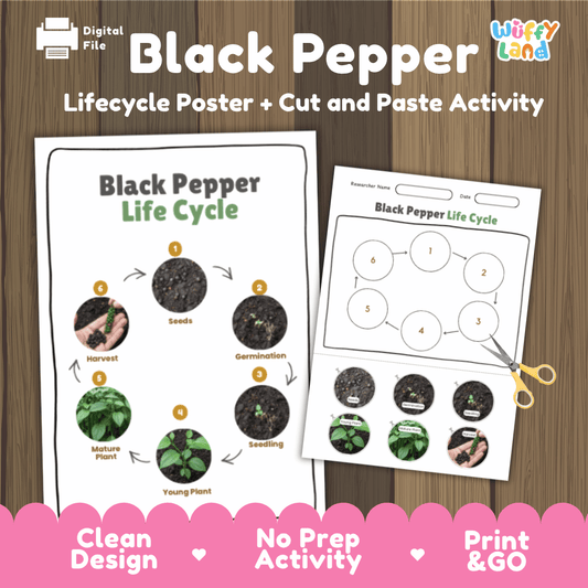 Black Pepper Lifecycle Poster and Cut and Paste Activity Worksheets | Plant Science Printables
