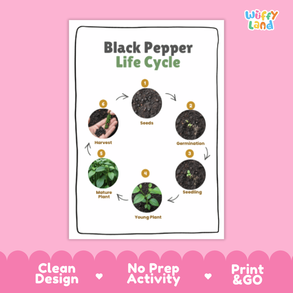Black Pepper Lifecycle Poster and Cut and Paste Activity Worksheets | Plant Science Printables