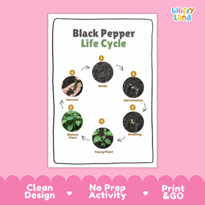 Black Pepper Lifecycle Poster and Cut and Paste Activity Worksheets | Plant Science Printables