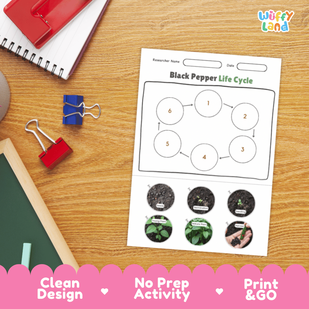 Black Pepper Lifecycle Poster and Cut and Paste Activity Worksheets | Plant Science Printables