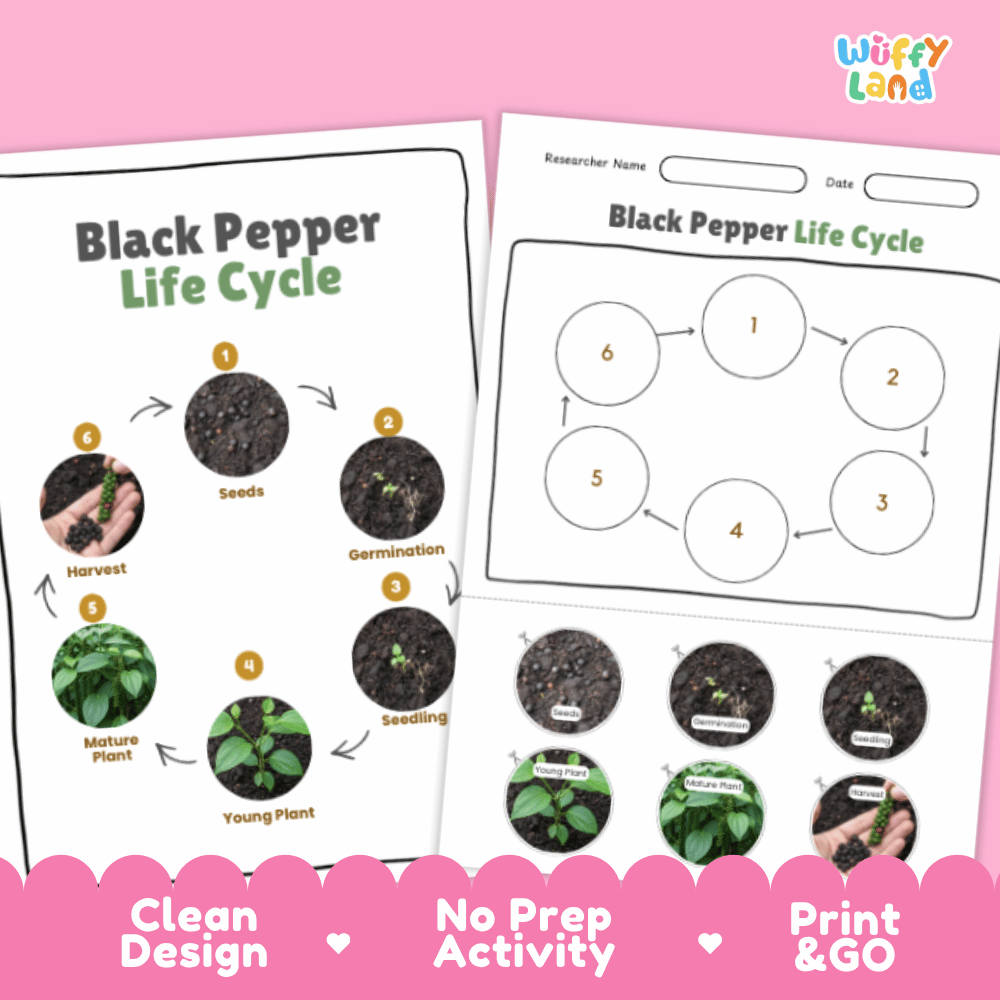 Black Pepper Lifecycle Poster and Cut and Paste Activity Worksheets | Plant Science Printables