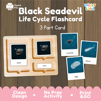 Black Seadevil Life Cycle Flashcards | 3 Part Cards Montessori Science Activity