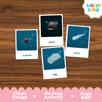Black Seadevil Life Cycle Flashcards | 3 Part Cards Montessori Science Activity