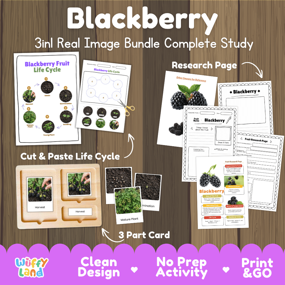 Complete Blackberry Fruit 3-in-1 real image study bundle featuring cut and paste worksheets, Montessori 3-part cards, and research pages 🍇🌱