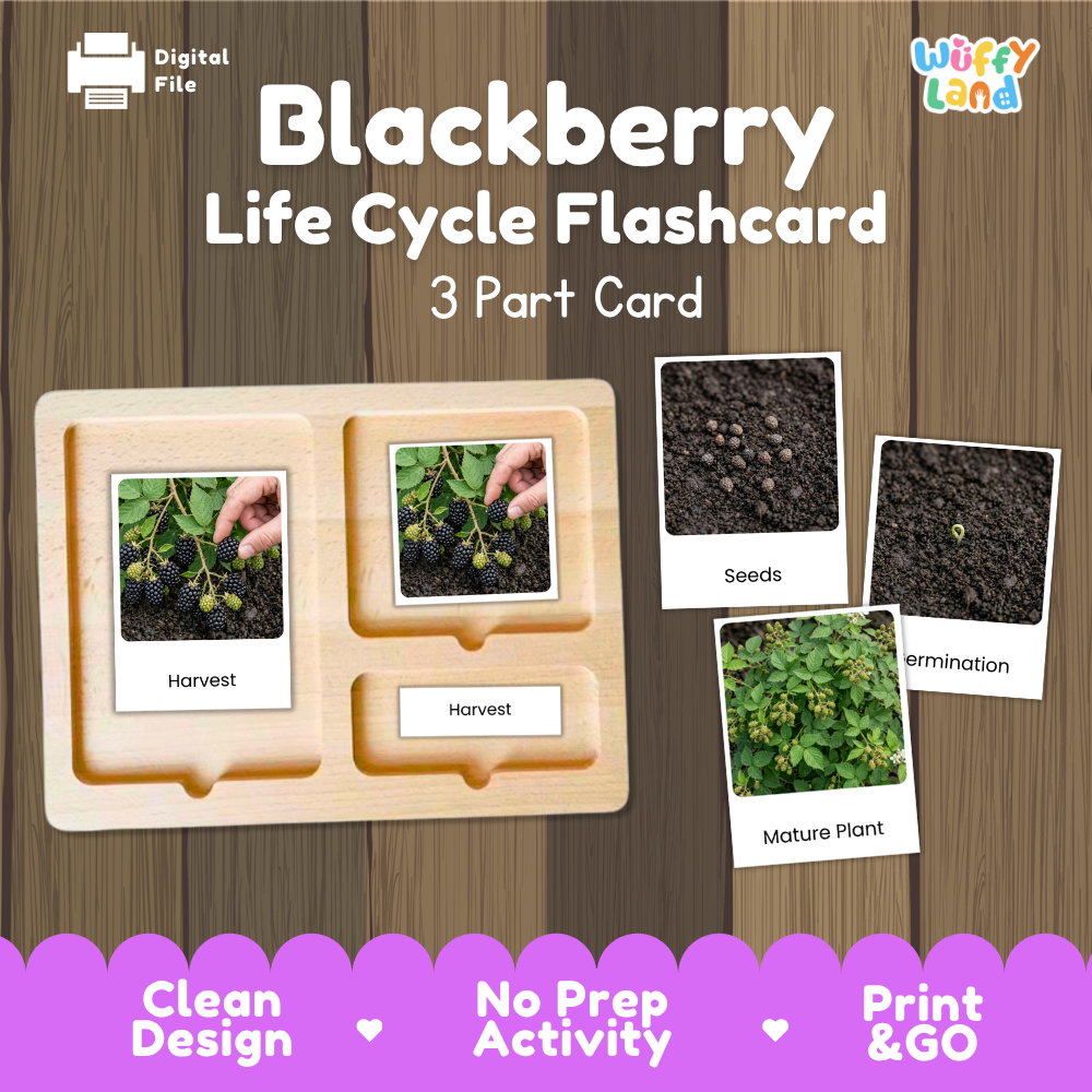 Blackberry Life Cycle Flashcard set by Wiffy Land, featuring a 3-part wooden card tray with labeled stages: Harvest, Seeds, Germination, and Mature Plant, shown on a wood-grain background with promotional text.